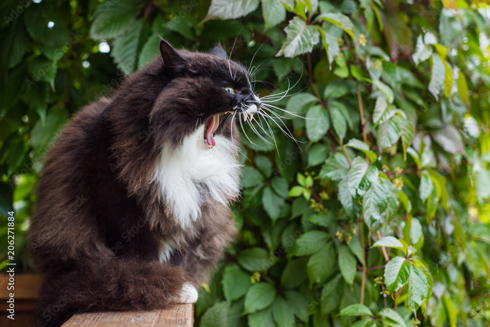 The cat sits on a railing from the porch against the background of the grapes The cat sits on a railing from the porch against the background of the grapes