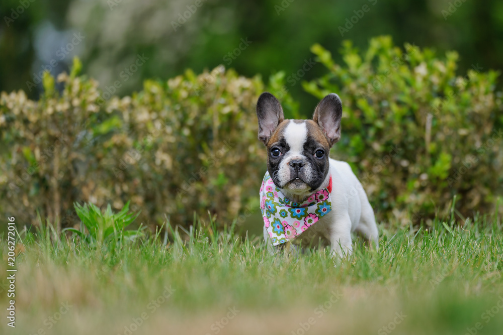 Cute french bulldog puppy outside on grass. Small pet. Best friend.