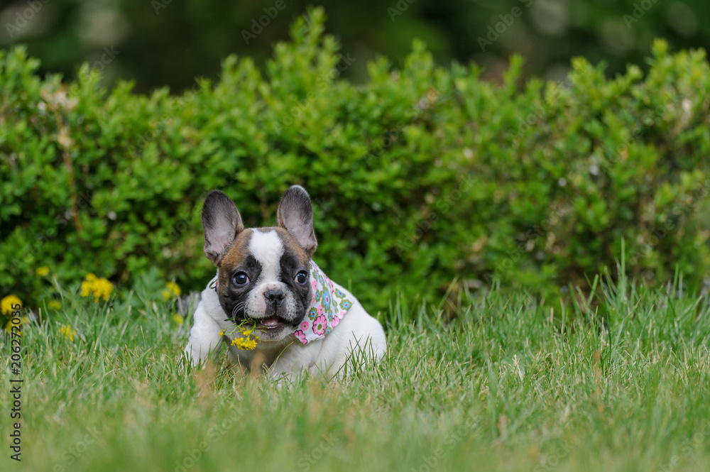 Bulldog puppy with yellow flower in open mouth. Cute best friend. Bulldog puppy with yellow flower in open mouth. Cute best friend.