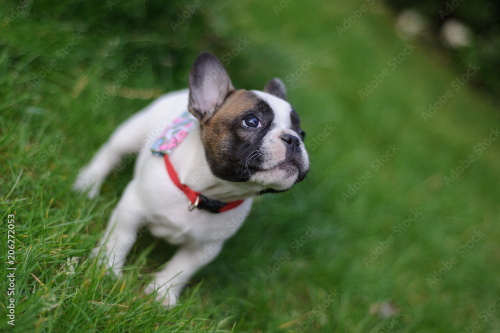 Curious bulldog puppy lookuing up. Curious bulldog puppy lookuing up.