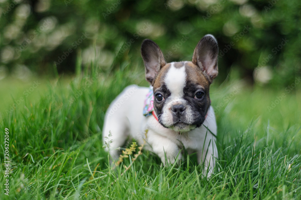 French bulldog from fron view in nature. Photo with bookeh