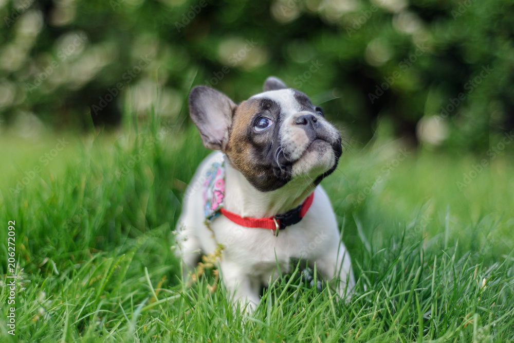 French bulldog puppy looking up with curious expression. French bulldog puppy looking up with curious expression.