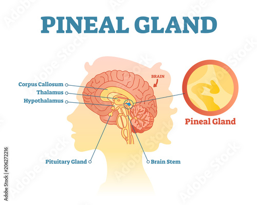 Pineal gland anatomical cross section vector illustration diagram with human brains.