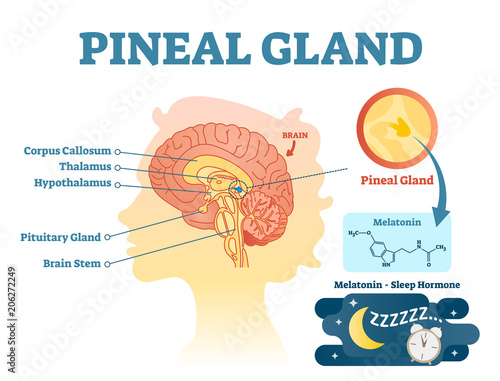 Pineal gland anatomical cross section vector illustration diagram with human brains.