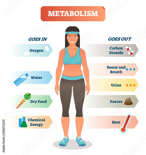 Metabolism concept vector illustration diagram, biochemical body cycle.