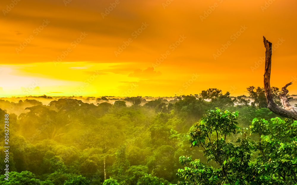 Naklejka premium Sunset over the trees of the rain forest in Brazil