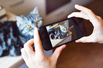 Home photoshoot of a pet. Girl takes picture of her beautiful cat on the smartphone.