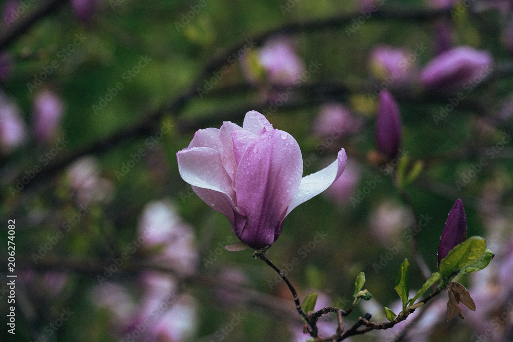 Pink Magnolia Pink Magnolia