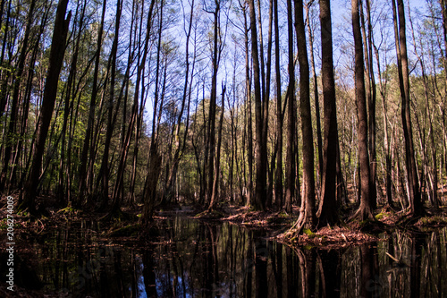 swamp forest