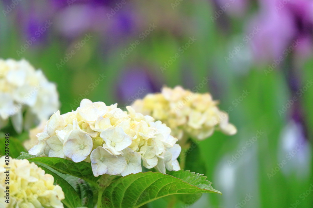 紫陽花と花しょうぶ