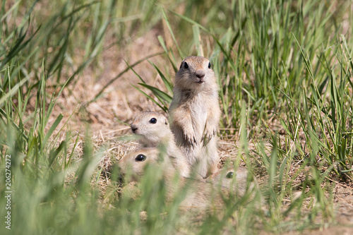 Photos Richardson Ground Squirrels