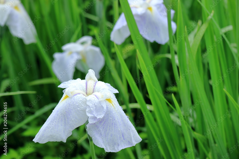 白の花菖蒲