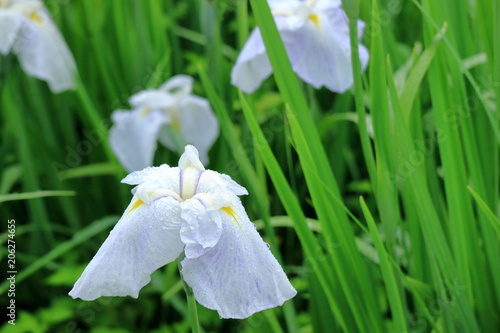 Obraz na płótnie 白の花菖蒲 w salonie