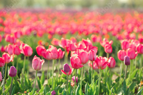 Picturesque view of field with blossoming tulips on sunny spring day © New Africa