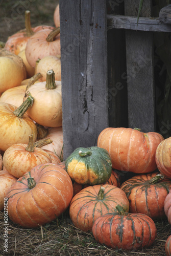 Heirloom Pumpkins