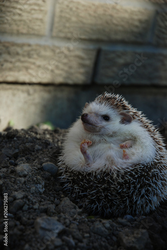Hedgehog Looking Left in ball