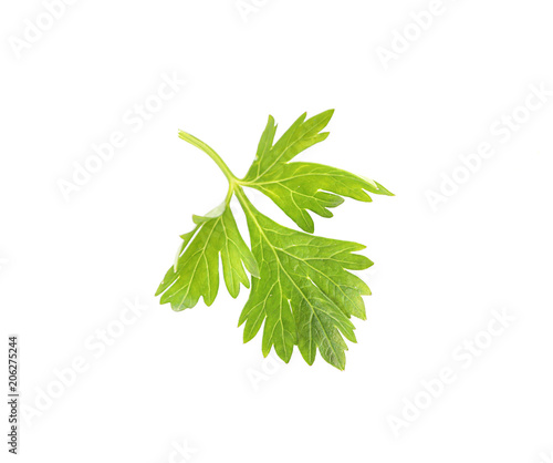 Aromatic fresh green parsley on white background