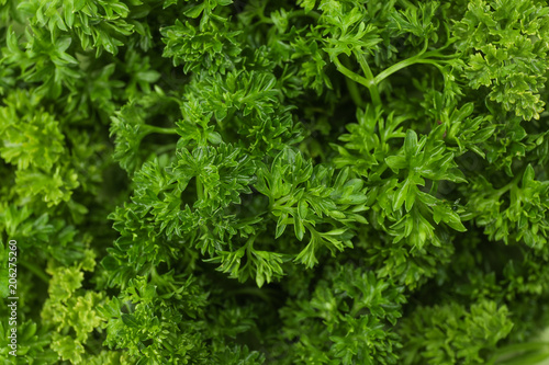 Fresh green parsley leaves as background  closeup