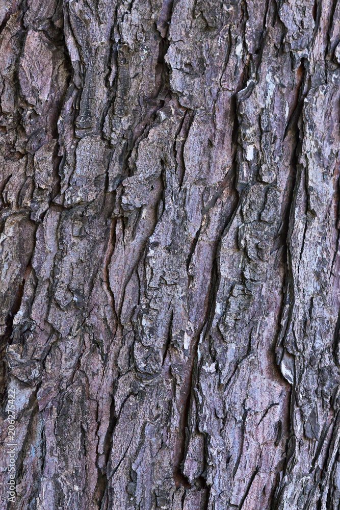 Naklejka premium Maple tree bark