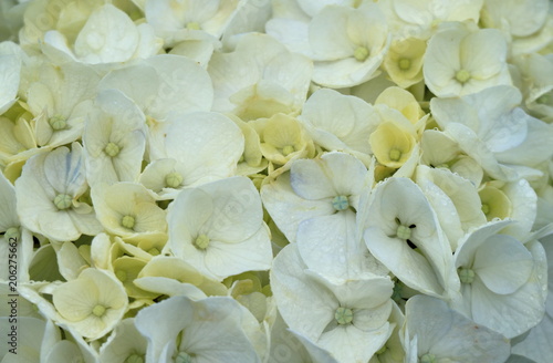 Obraz na płótnie アップの紫陽花 w salonie