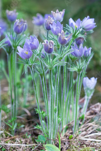 Flowering Pasque Flower Pulsatilla patens