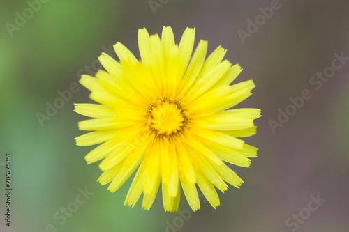 Yellow flower Hieracium pilosella close-up