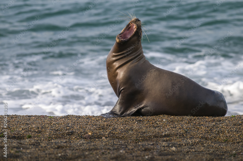 Fototapeta premium Mother sea lion, Patagonia