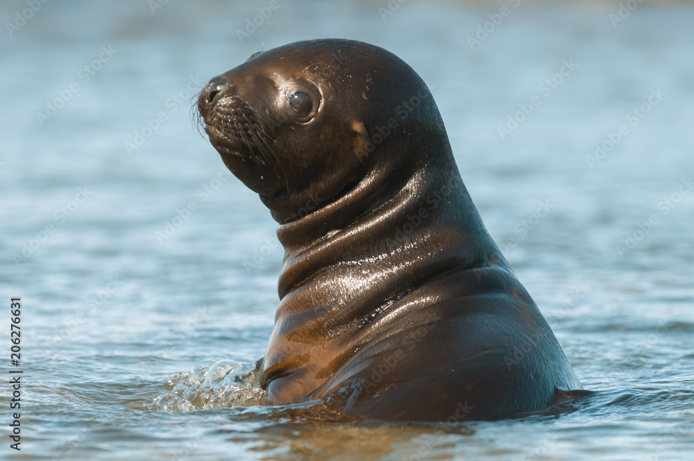 Obraz premium Sea Lion pup , Patagonia Argentina