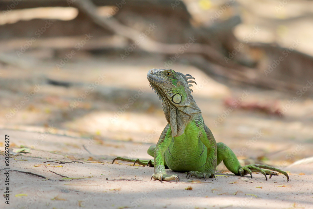 Fototapeta premium green iguana sitting on ground with nature background
