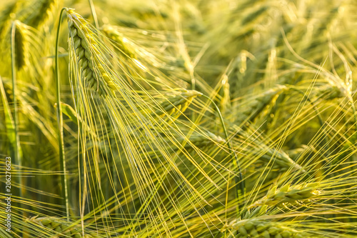 Summer background green wheat ears in sunlight