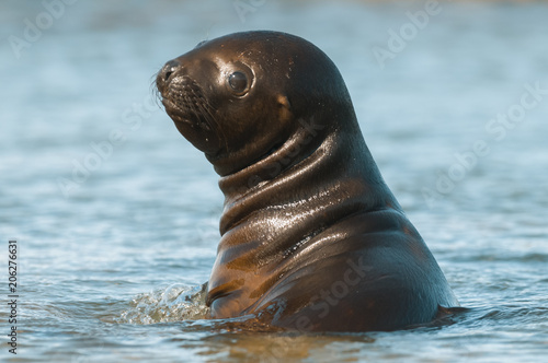 Sea Lion pup , Patagonia Argentina