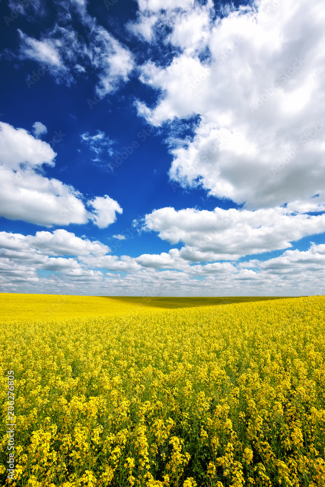 Flowering field of colza outdoors in spring Flowering field of colza outdoors in spring