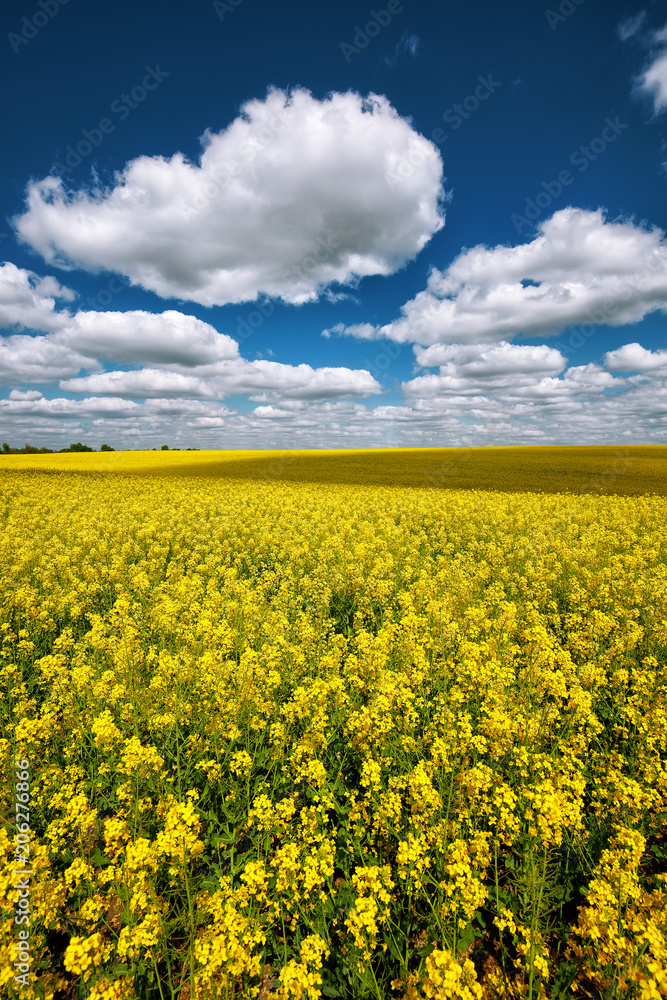 Flowering field of colza outdoors in spring
