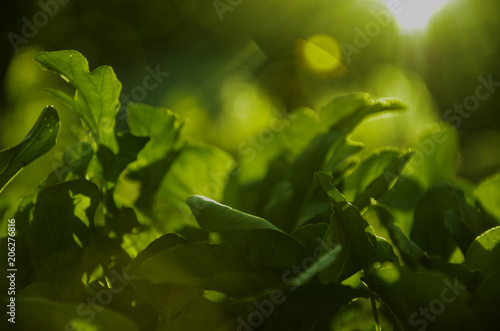 Salad on the sunny beds.