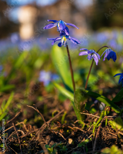 Sibierian squills on sunny spring photo