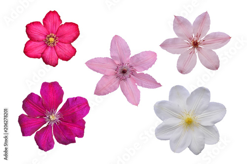 Flowers of white, pink, lilac and violet clematis on white background, isolated.