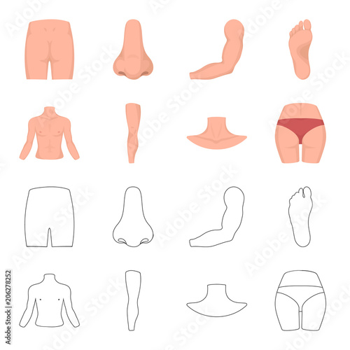 Torso, leg, neck and buttocks. Body parts set collection icons in cartoon,outline style vector symbol stock illustration web.