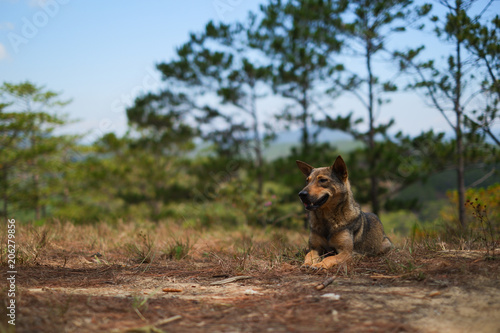 Royalty high quality free stock image of a dog lying on grass in pine forest. Dog are loyal to humans