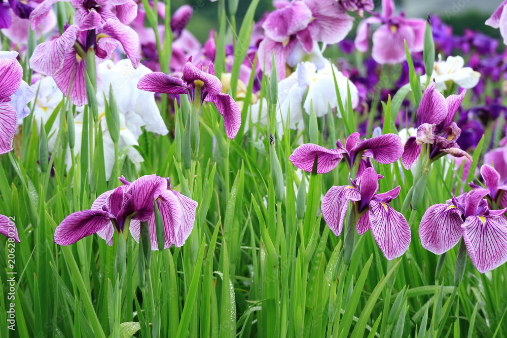 花菖蒲