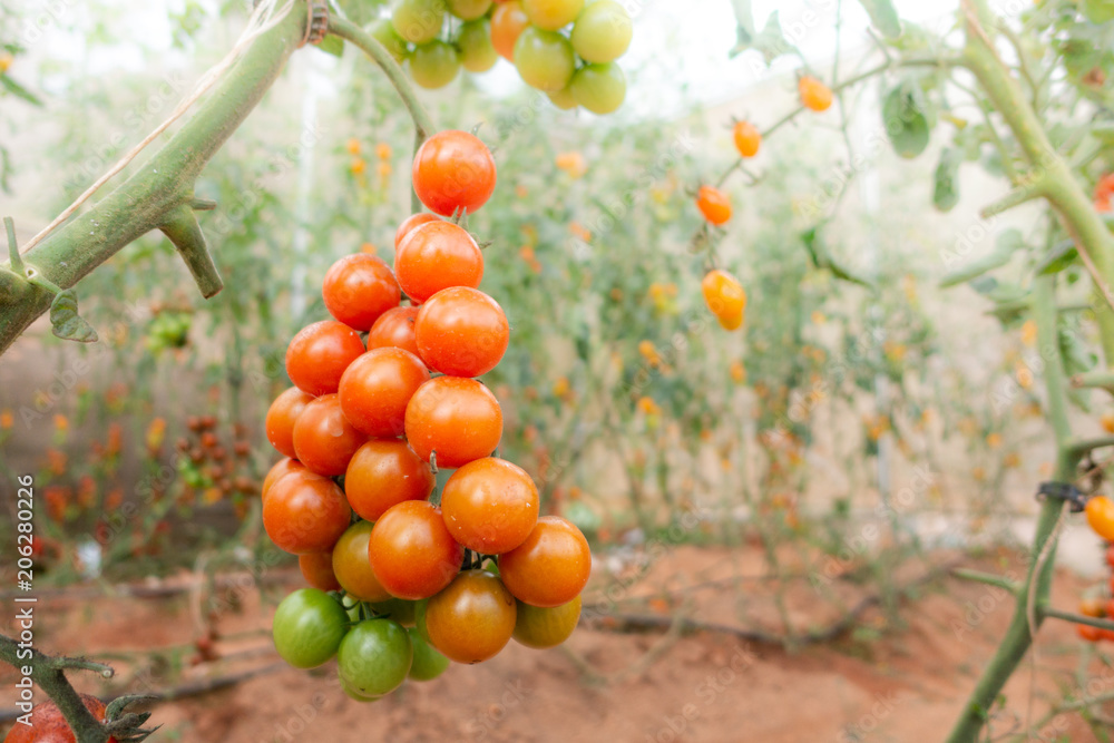Ripe tomato on tree. High quality free stock photo of red tomato and green tomato on tree