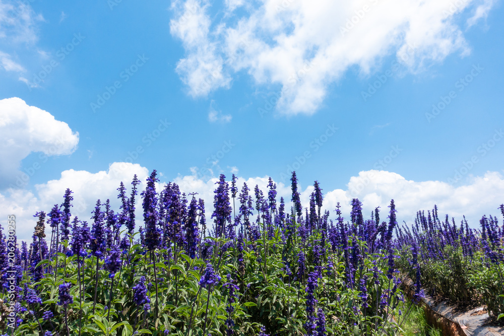 Beautiful lavender flower field. Stock photo of lavender flowers field on a sunny day. Cau Dat farm, Dalat, Vietnam