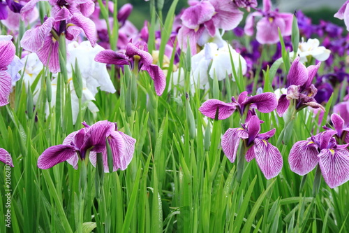 Obraz na płótnie 花菖蒲 w salonie