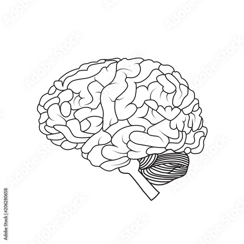 brain illustration