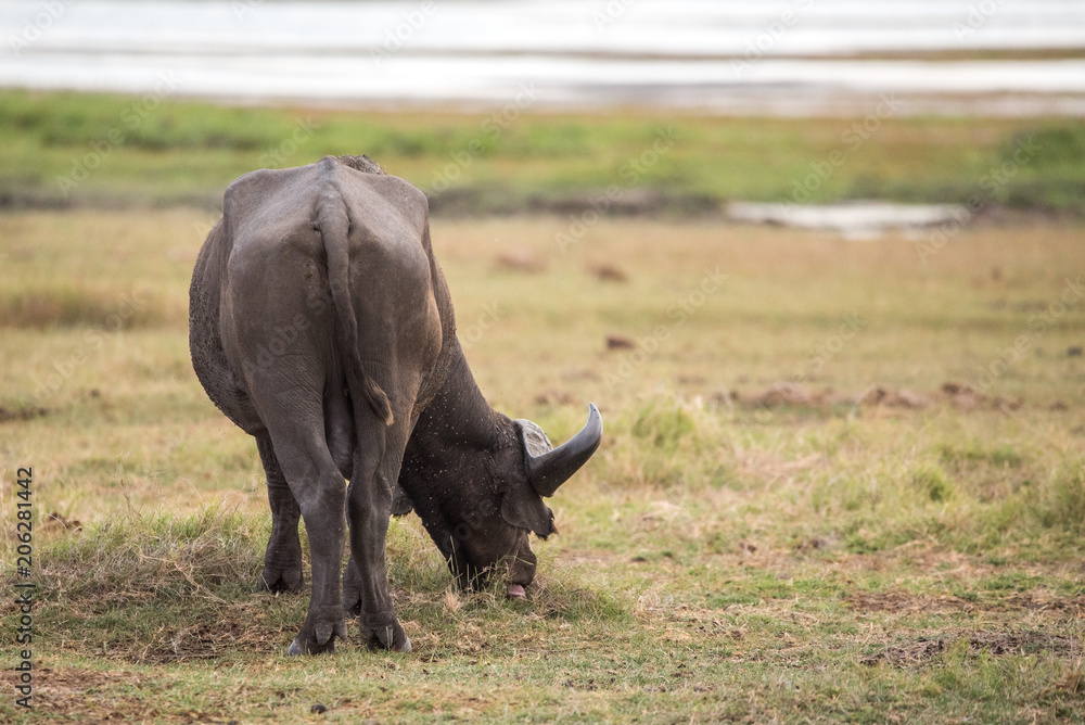 Fototapeta premium But!