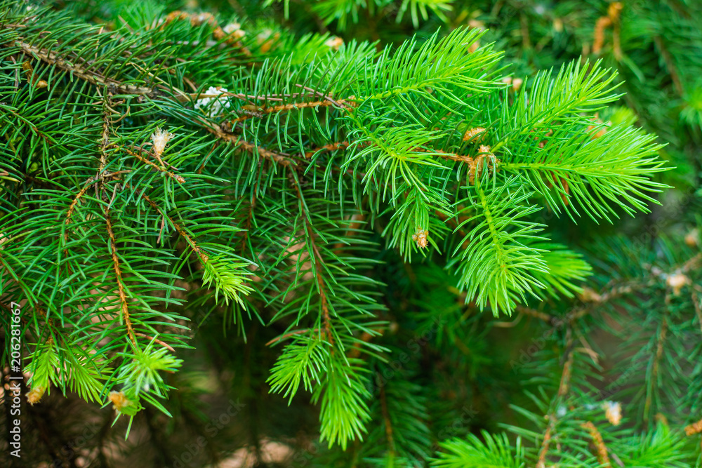 Young fir needles, limbs, buds. Young fir needles, limbs, buds.