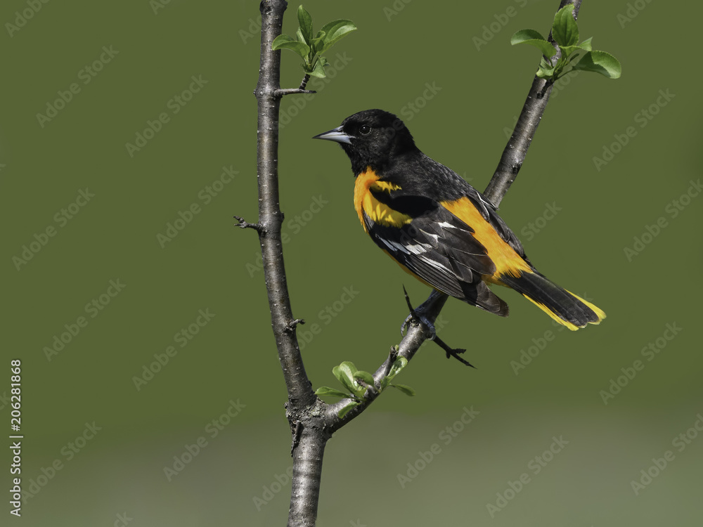 Male Baltimore Oriole in Spring Male Baltimore Oriole in Spring