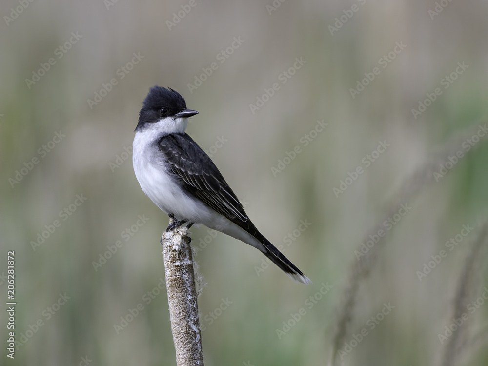 Eastern Kingbird Perched on Cattail in Spring Eastern Kingbird Perched on Cattail in Spring