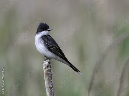 Eastern Kingbird Perched on Cattail in Spring