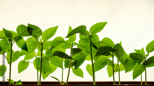Growing plant in soil isolated on white background.