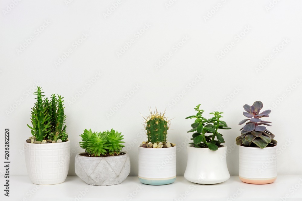 Group of various potted cacti and succulent plants in a row. Side view on white shelf against a white wall. Group of various potted cacti and succulent plants in a row. Side view on white shelf against a white wall.